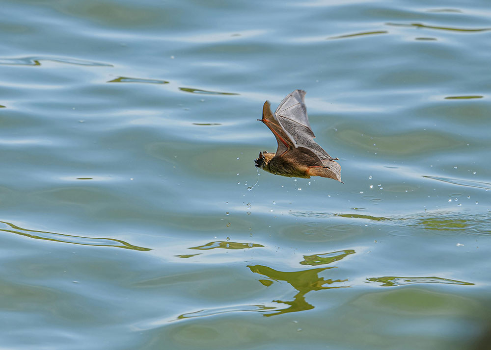Bat Flying Over Water