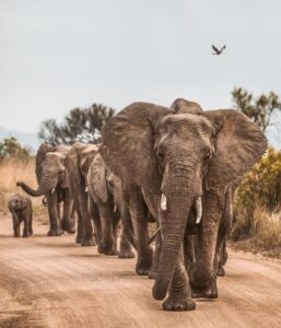 What are the loudest animals?